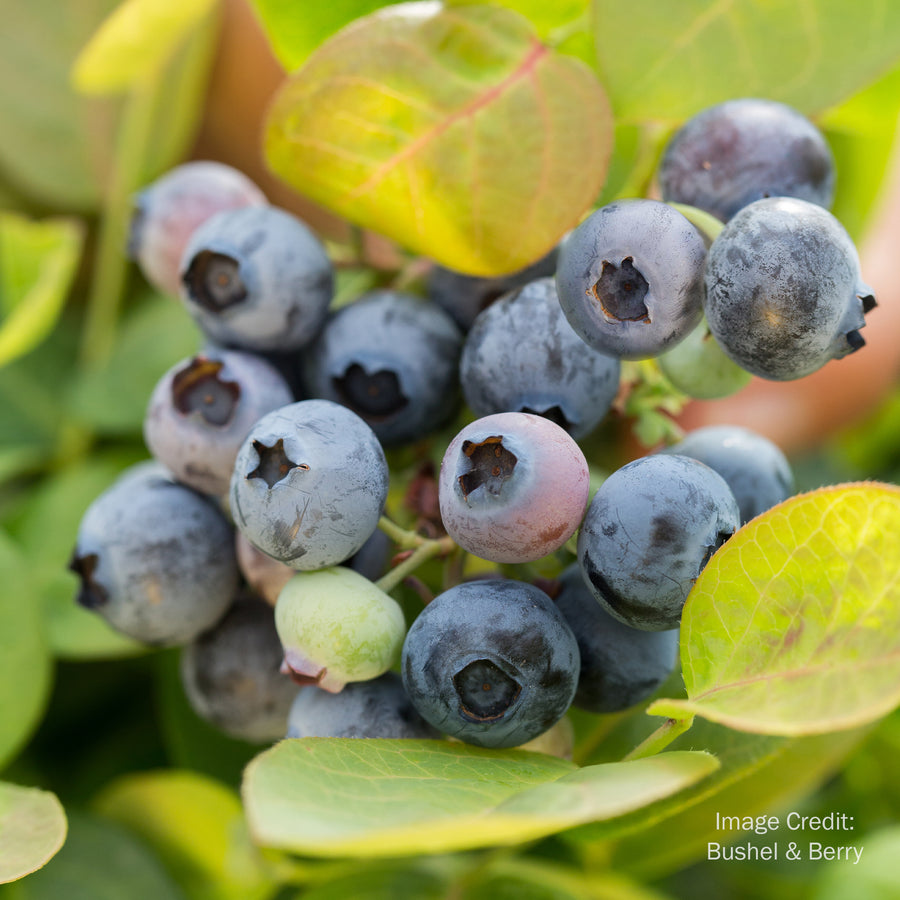 Peach Sorbet™ Blueberry