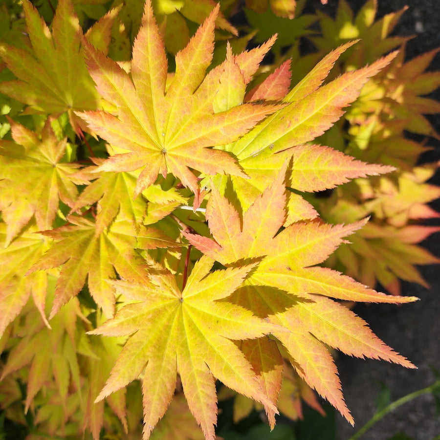 Autumn Moon Japanese Maple