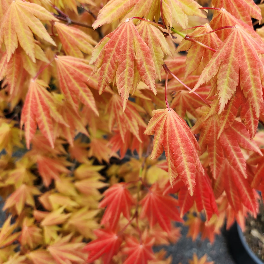 Autumn Moon Japanese Maple