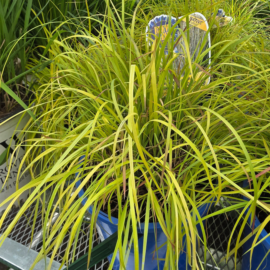 Standing Ovation Little Blue Stem