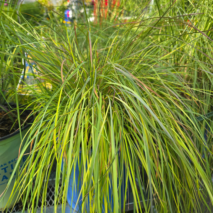 Standing Ovation Little Blue Stem