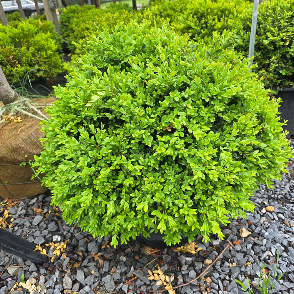 Green Velvet Boxwood