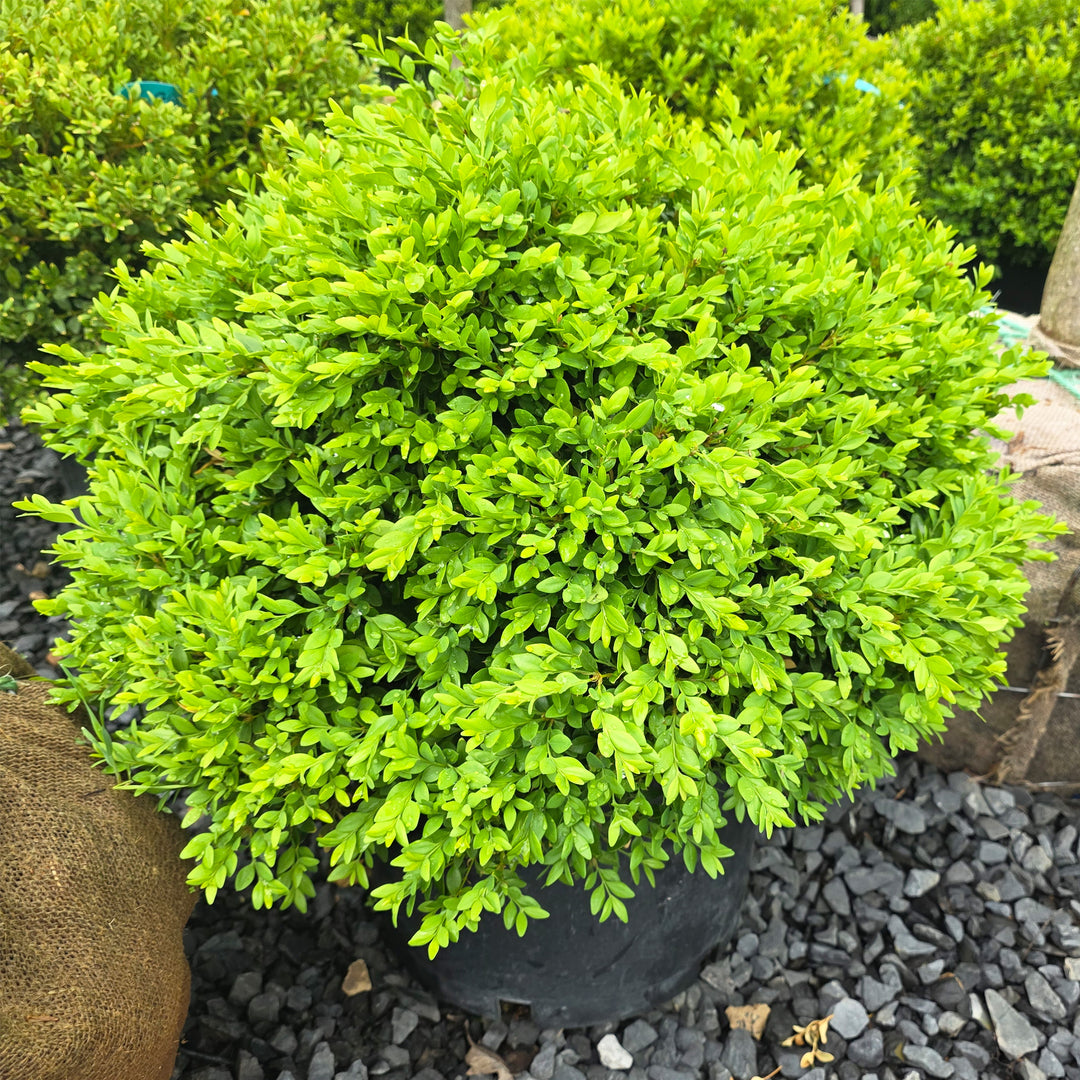 Green Velvet Boxwood