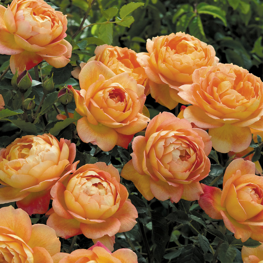 David Austin Lady of Shalott® Rose
