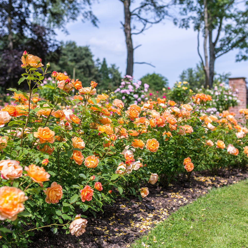 David Austin Lady of Shalott® Rose