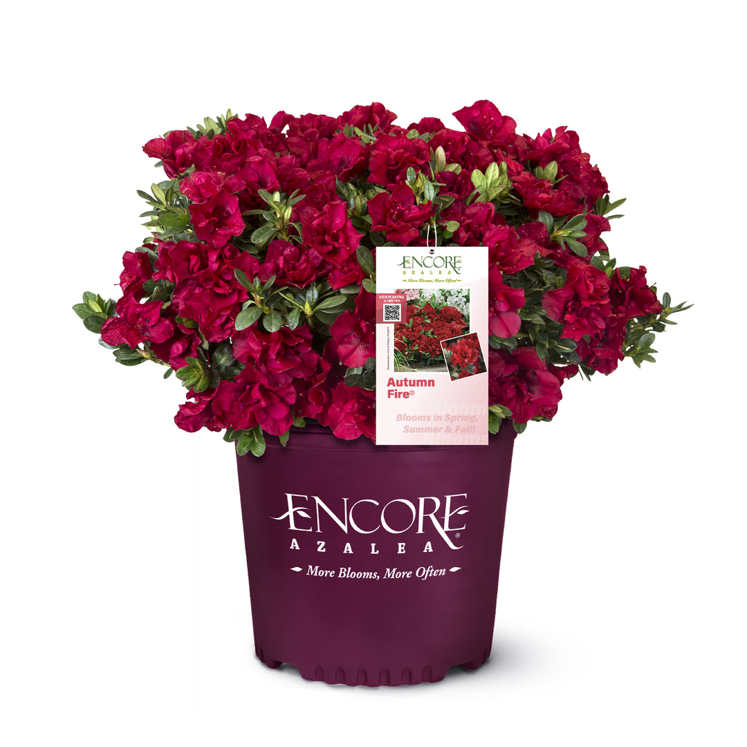 Autumn Fire® Encore Azalea