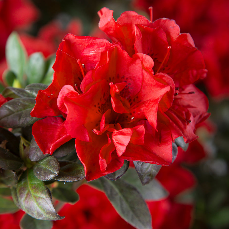 Autumn Fire® Encore Azalea