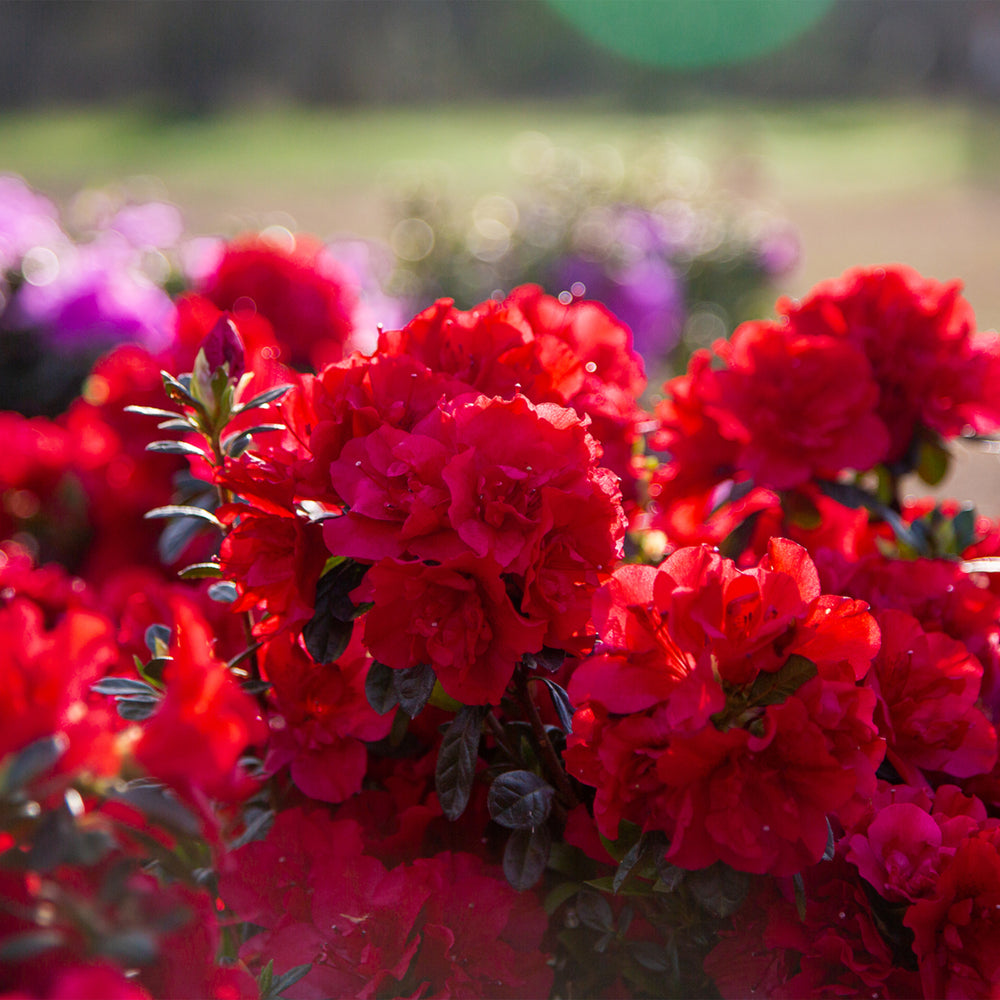Autumn Fire® Encore Azalea