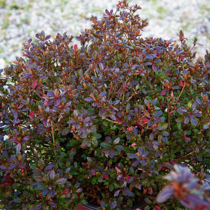 Autumn Fire® Encore Azalea