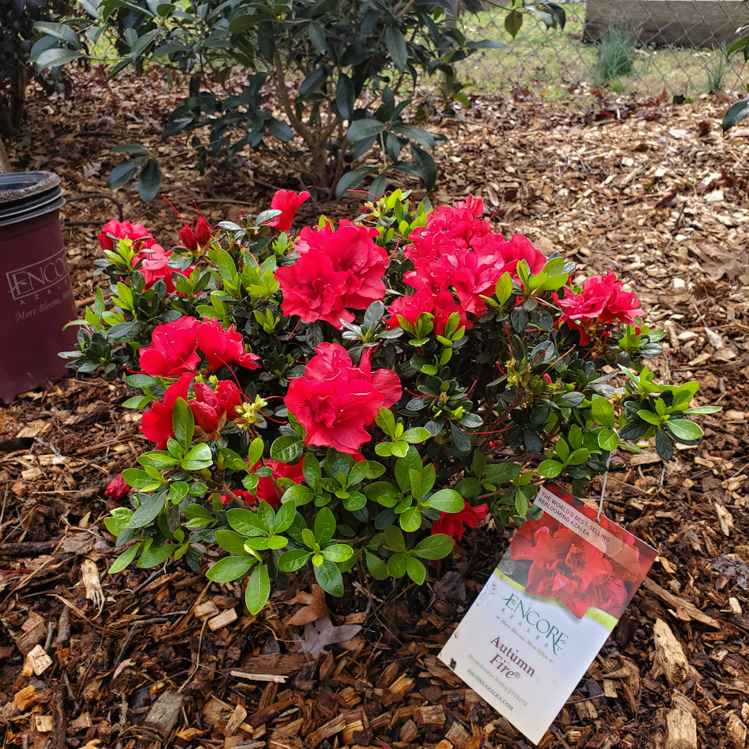 Autumn Fire® Encore Azalea