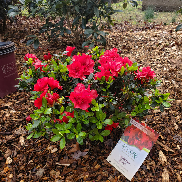 Autumn Fire® Encore Azalea