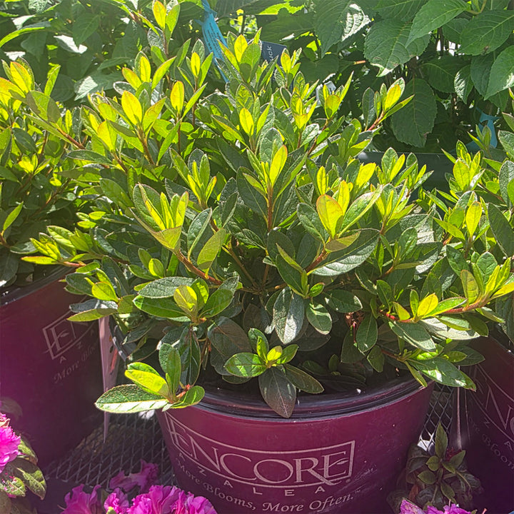 Autumn Fire® Encore Azalea