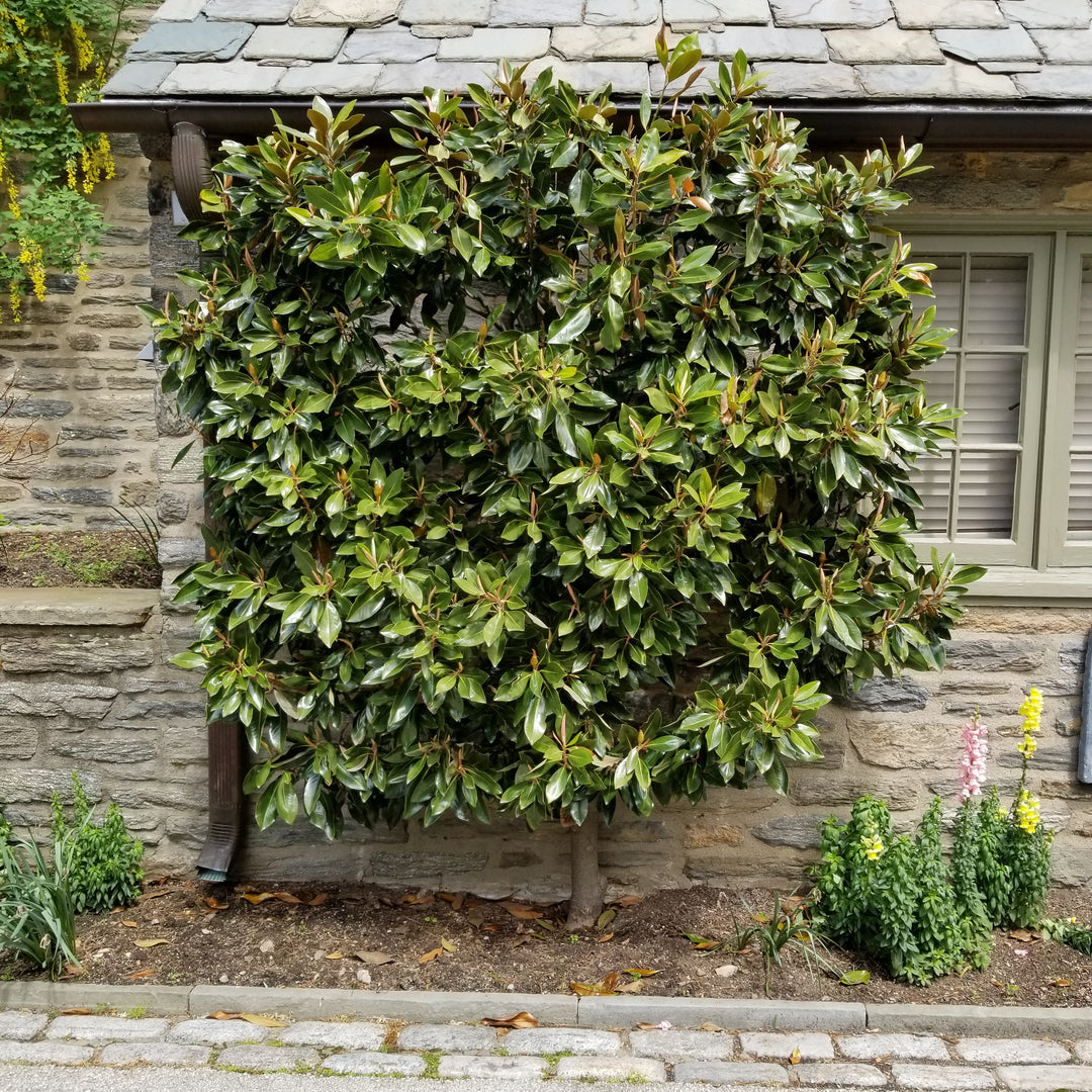 little gem magnolia planted next to house Little Gem Dwarf Southern Magnolia – Gasper Home & Garden