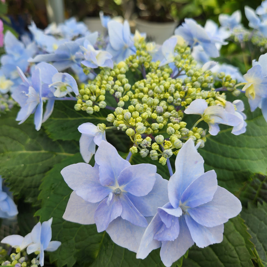 Tuff Stuff™ Reblooming Mountain Hydrangea
