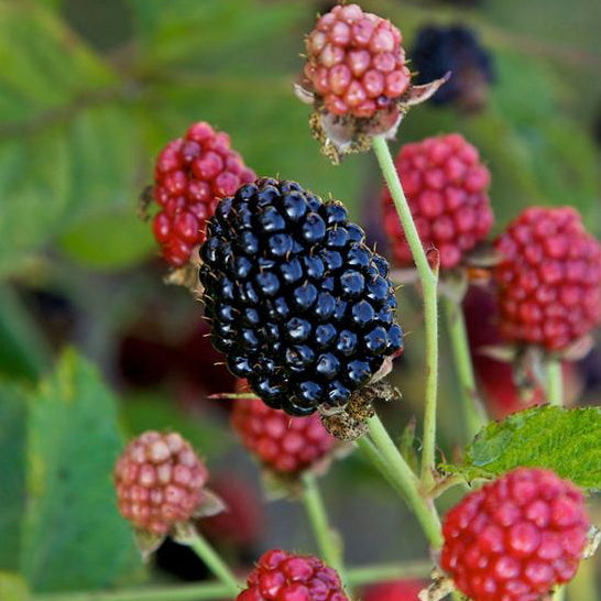 Baby Cakes® Blackberry