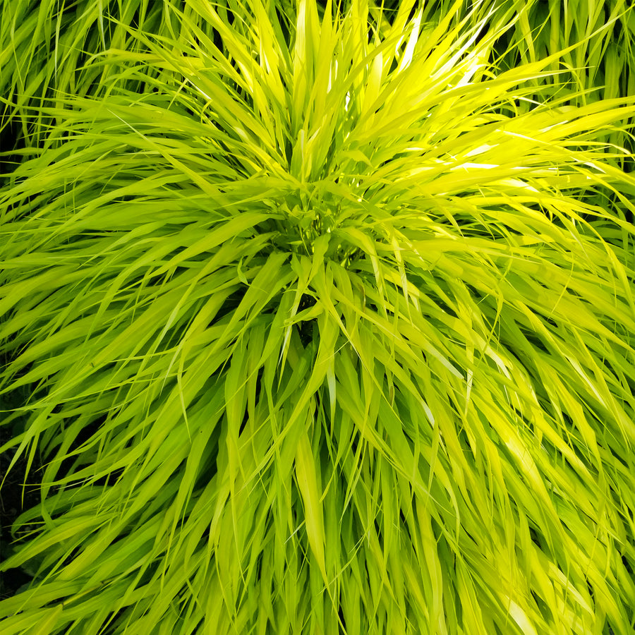 All Gold Japanese Forest Grass