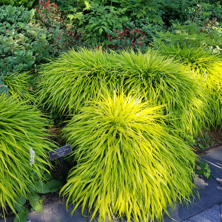 All Gold Japanese Forest Grass