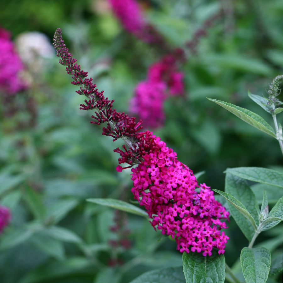Miss Molly Butterfly Bush