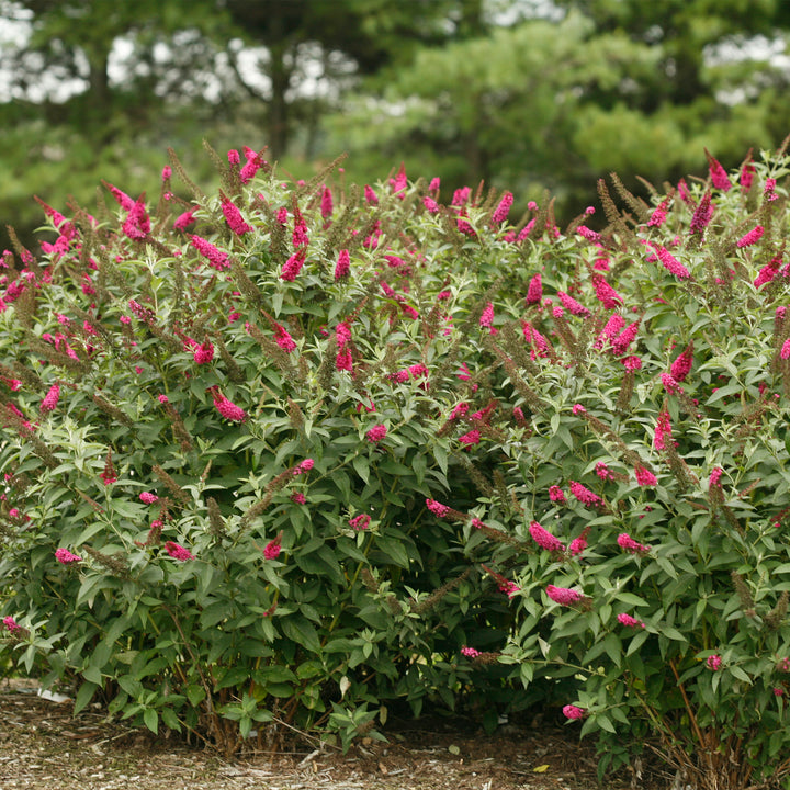 Miss Molly Butterfly Bush
