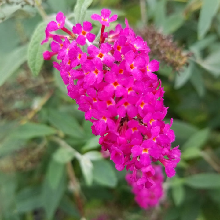 Miss Molly Butterfly Bush