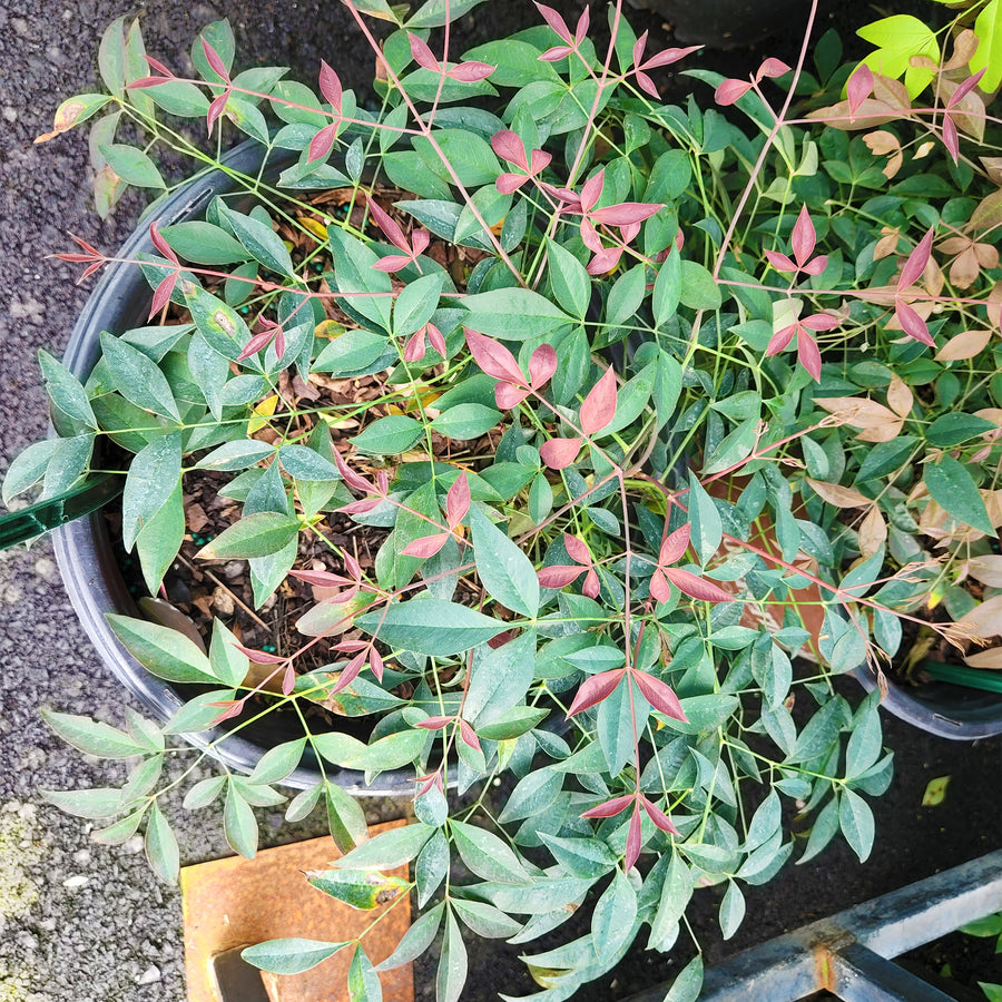 Flirt Nandina