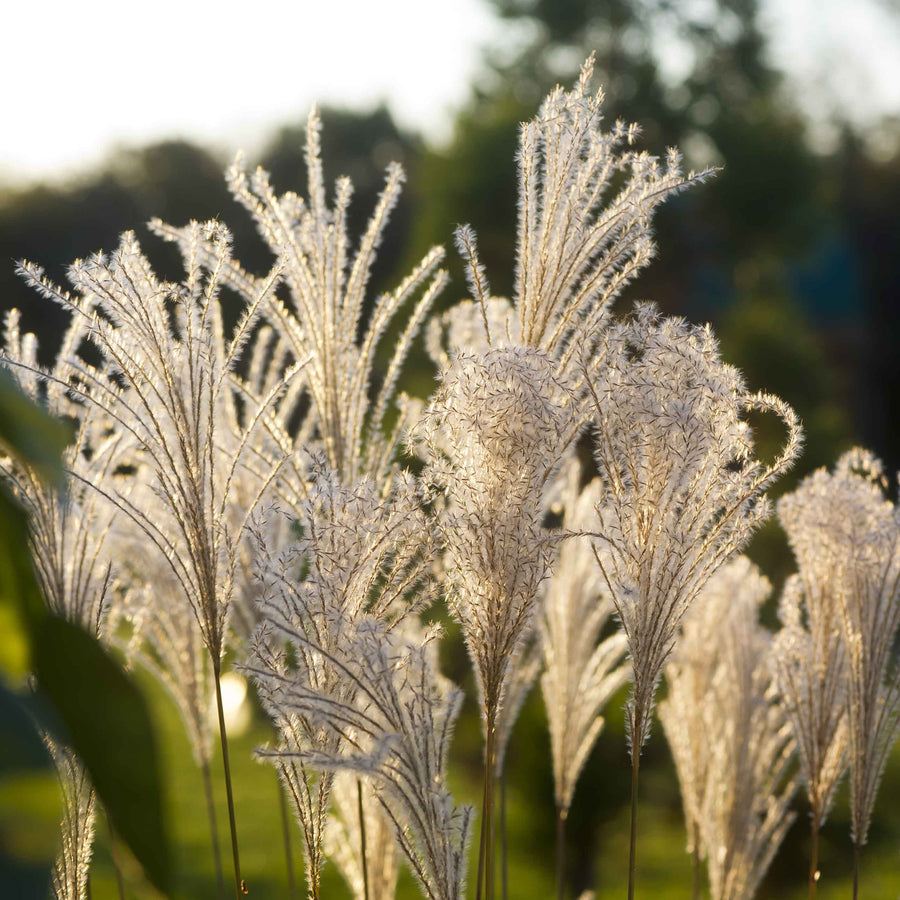 Adagio Dwarf Maiden Grass