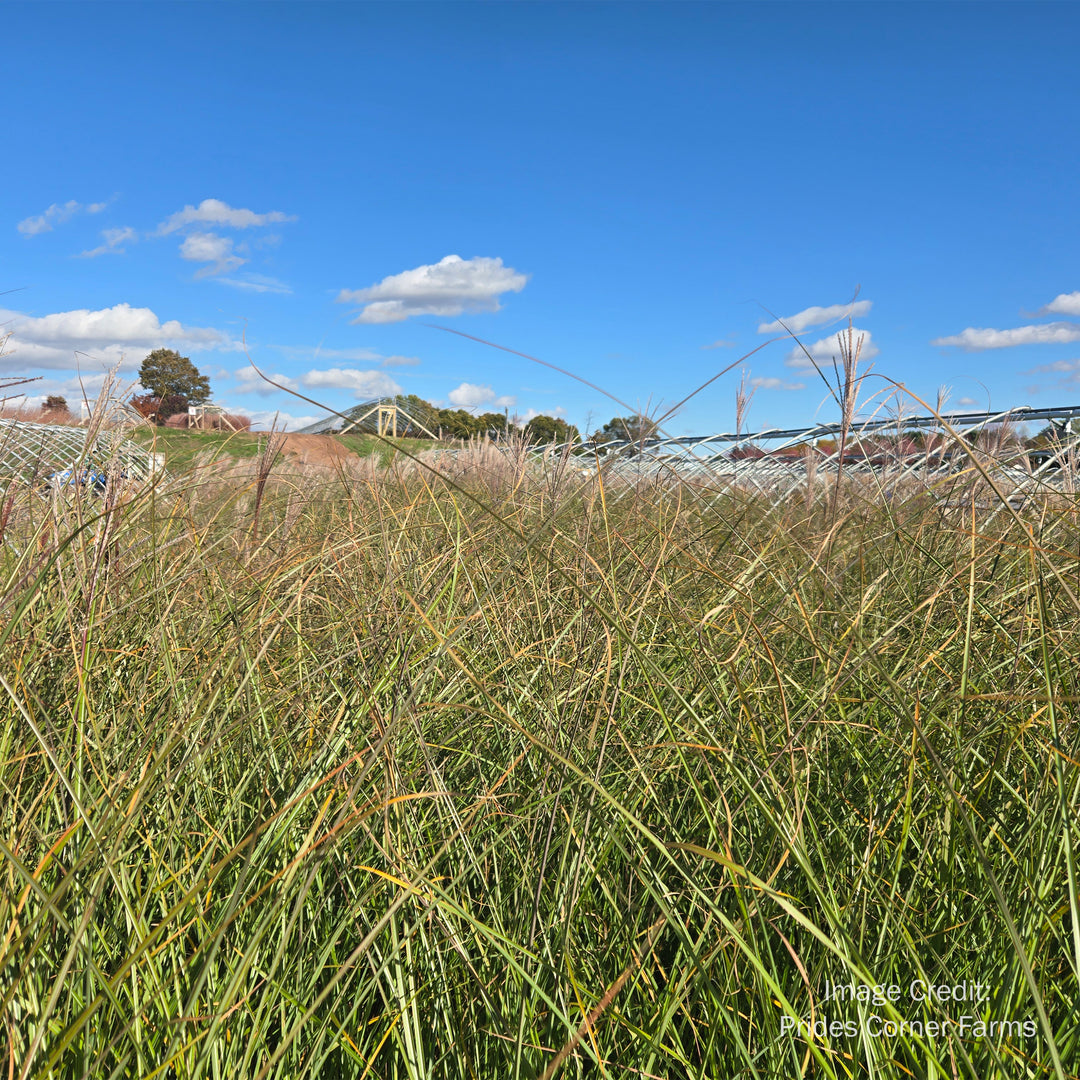 Gracillimus Maiden Grass