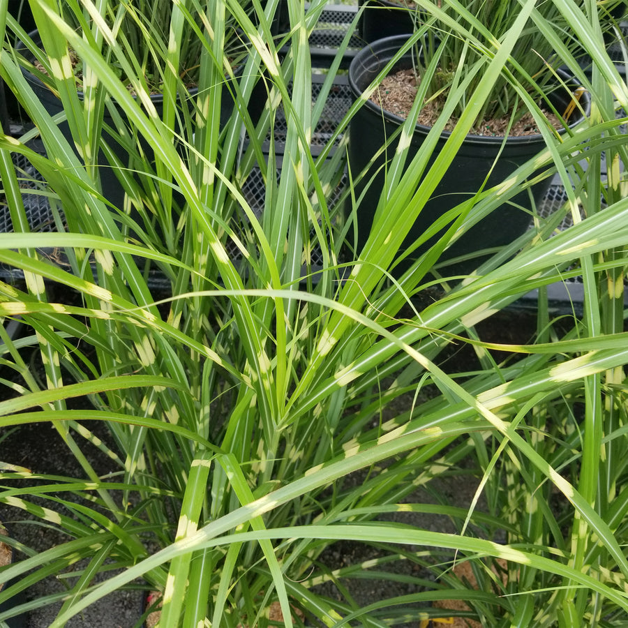 Zebra Maiden Grass