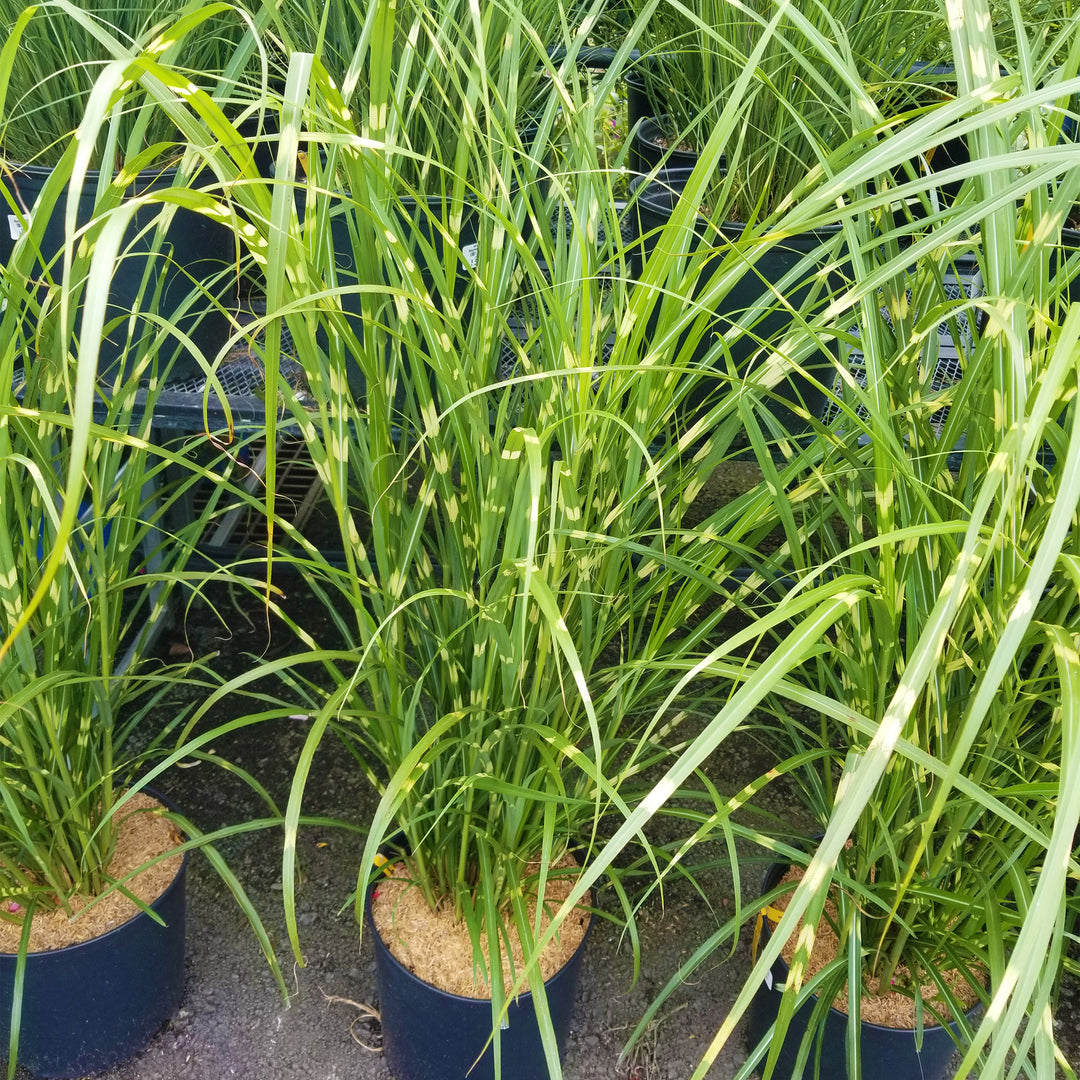 Zebra Maiden Grass