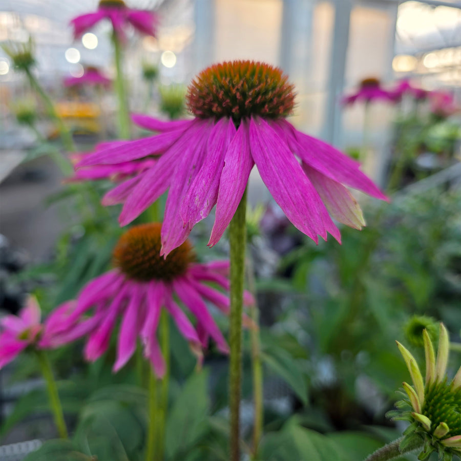 Pow Wow Wild Berry Coneflower