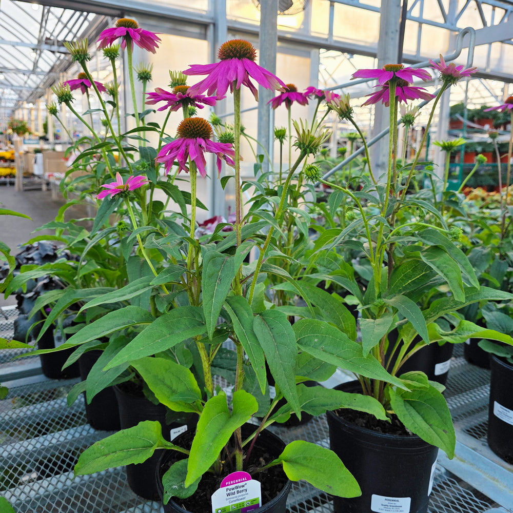 Pow Wow Wild Berry Coneflower