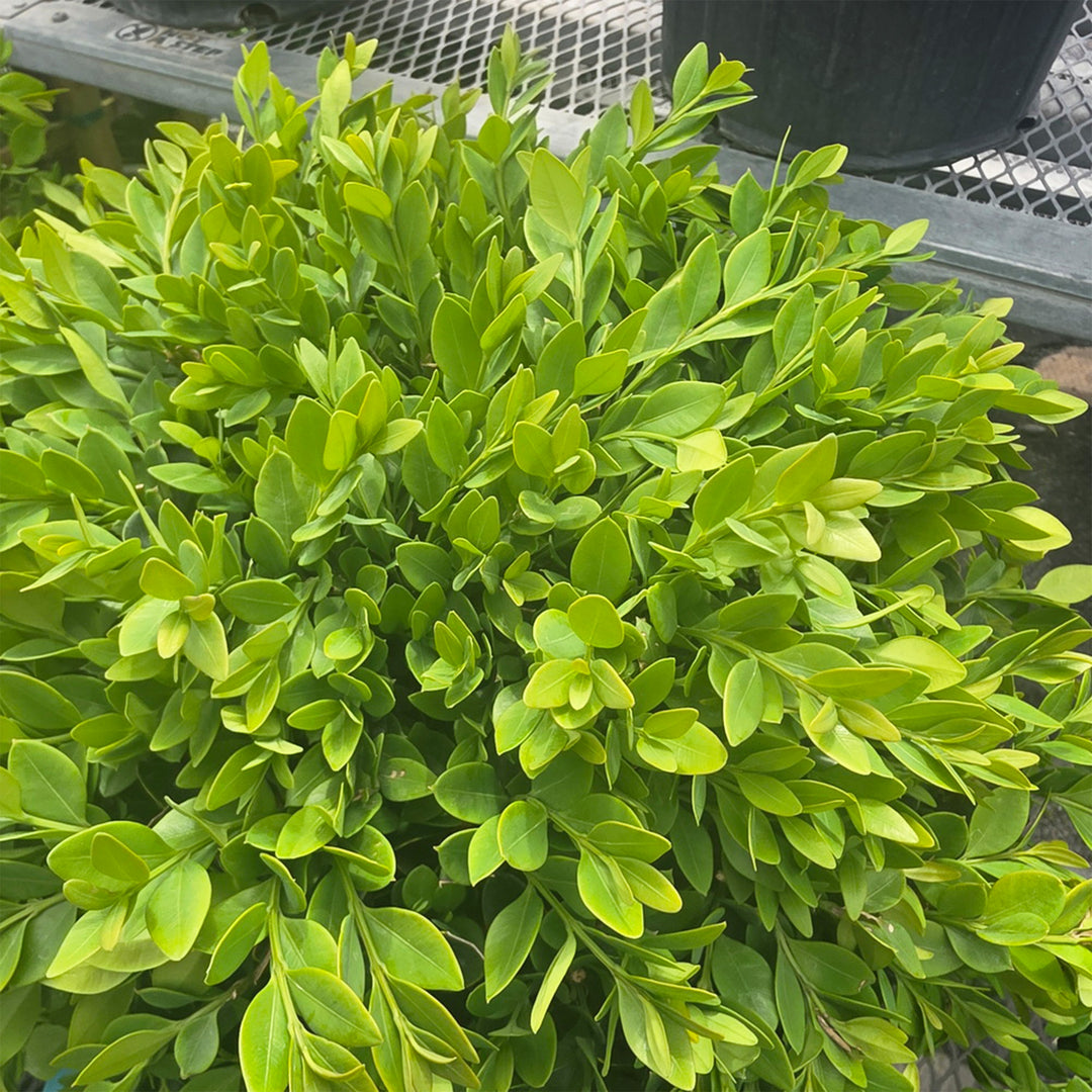 Green Velvet Boxwood