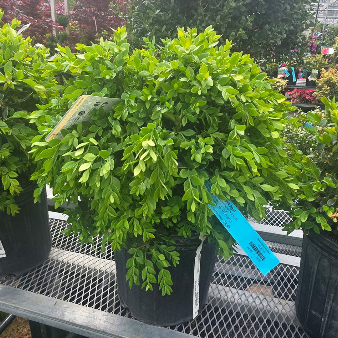 Green Velvet Boxwood