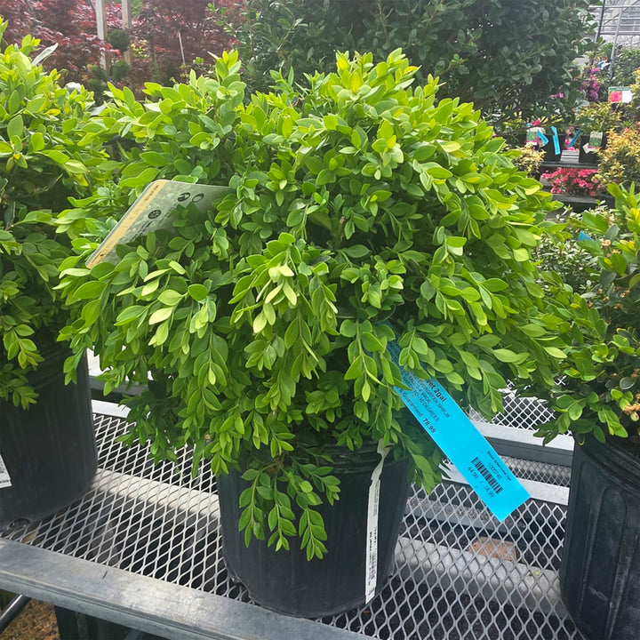 Green Velvet Boxwood