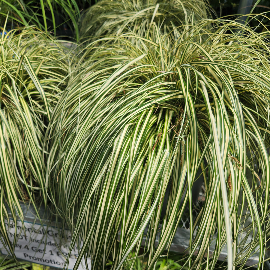 Evergold Japanese Sedge