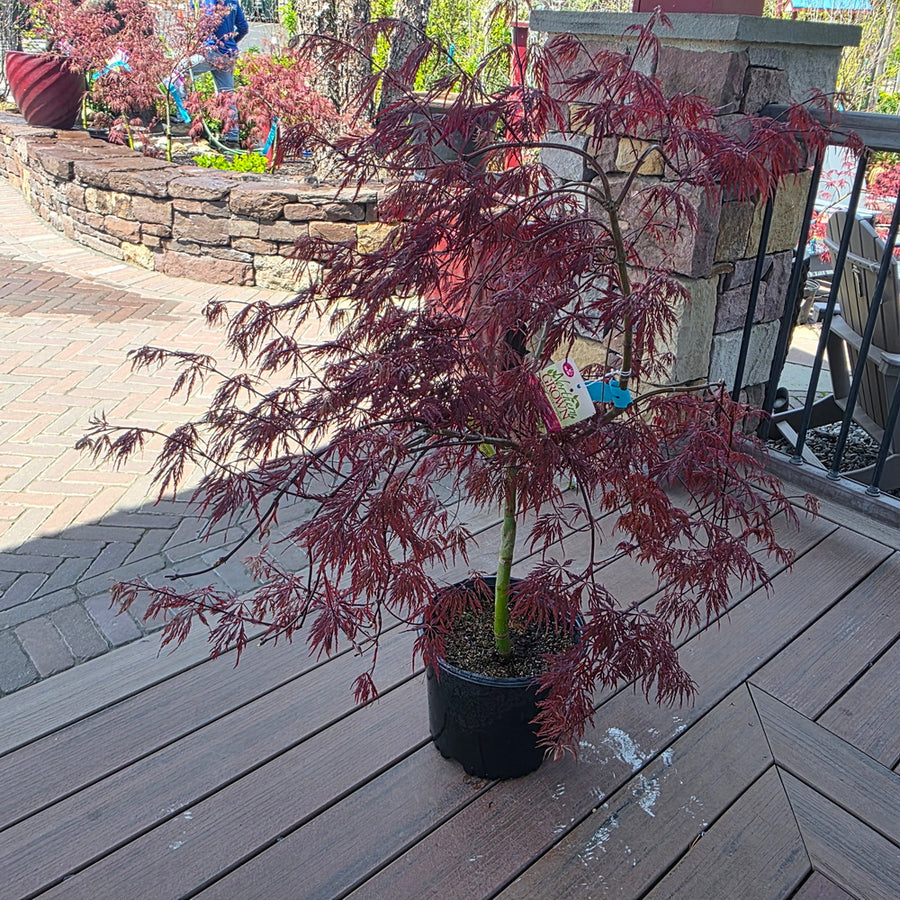 Inaba Shidare Weeping Japanese Maple﻿﻿﻿