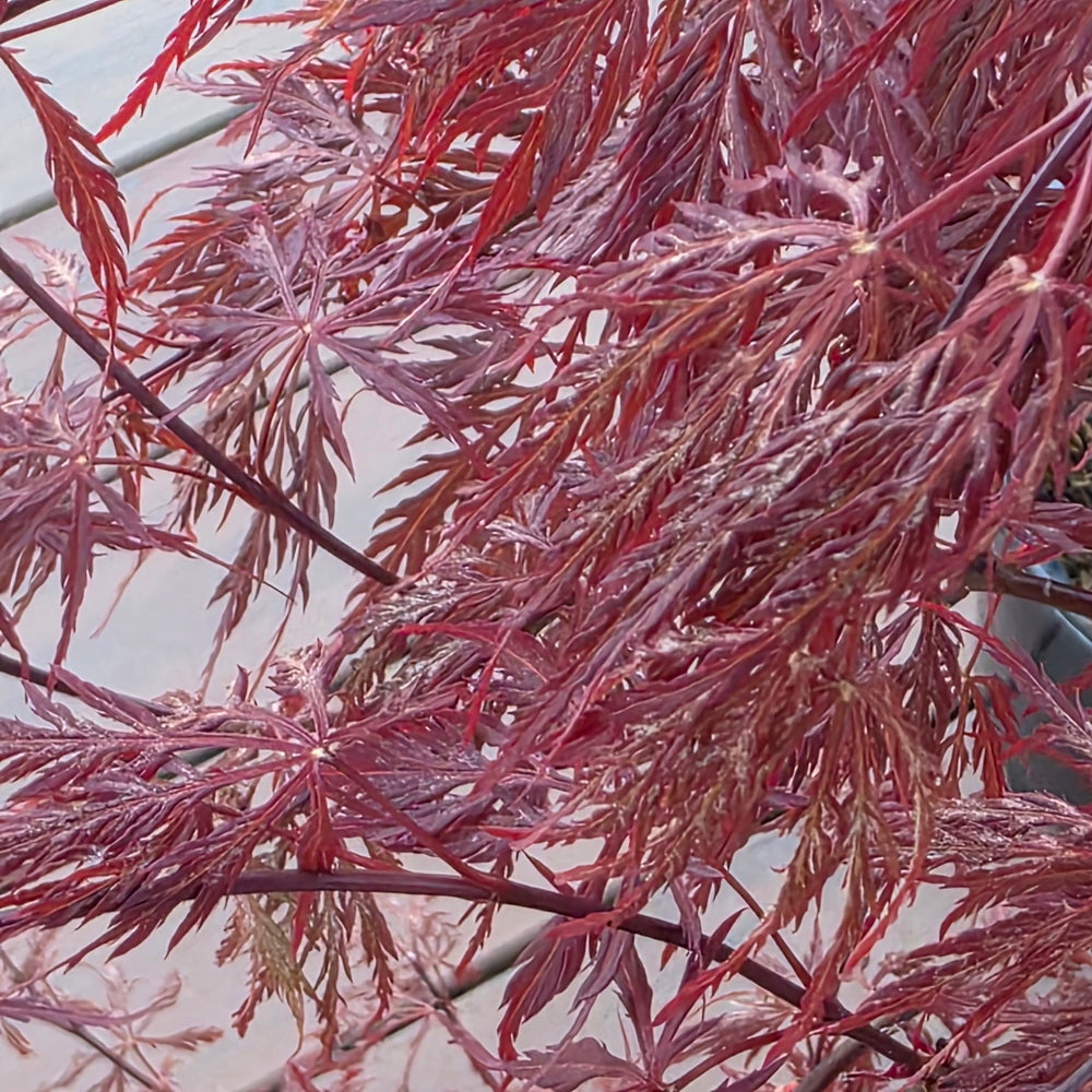 Inaba Shidare Weeping Japanese Maple﻿﻿﻿