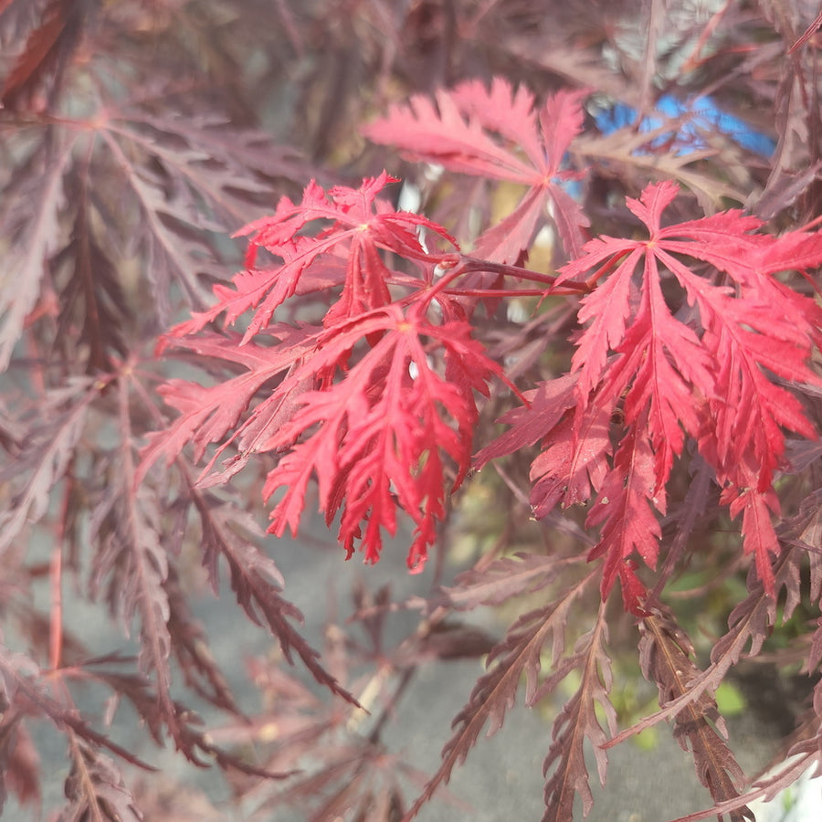 Tamukeyama Threadleaf Weeping Japanese Maple