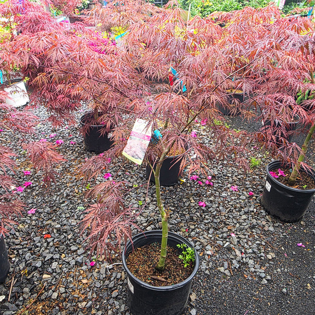 Tamukeyama Threadleaf Weeping Japanese Maple