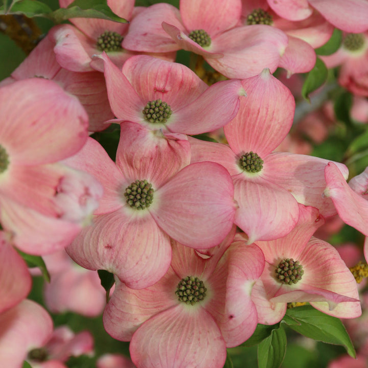 Stellar Pink® Dogwood