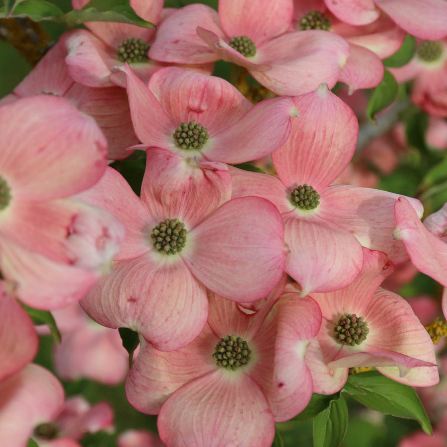 Stellar Pink® Dogwood