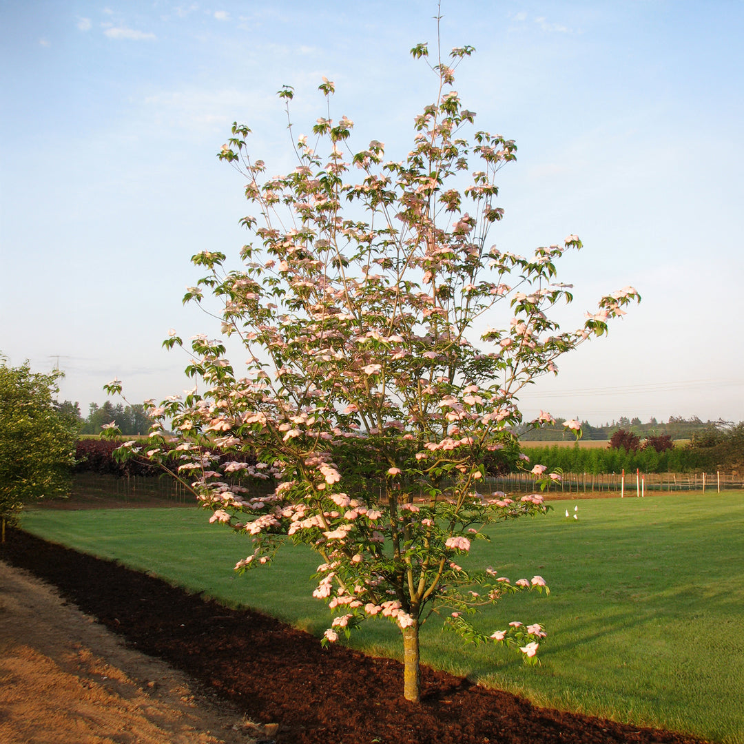 Stellar Pink® Dogwood
