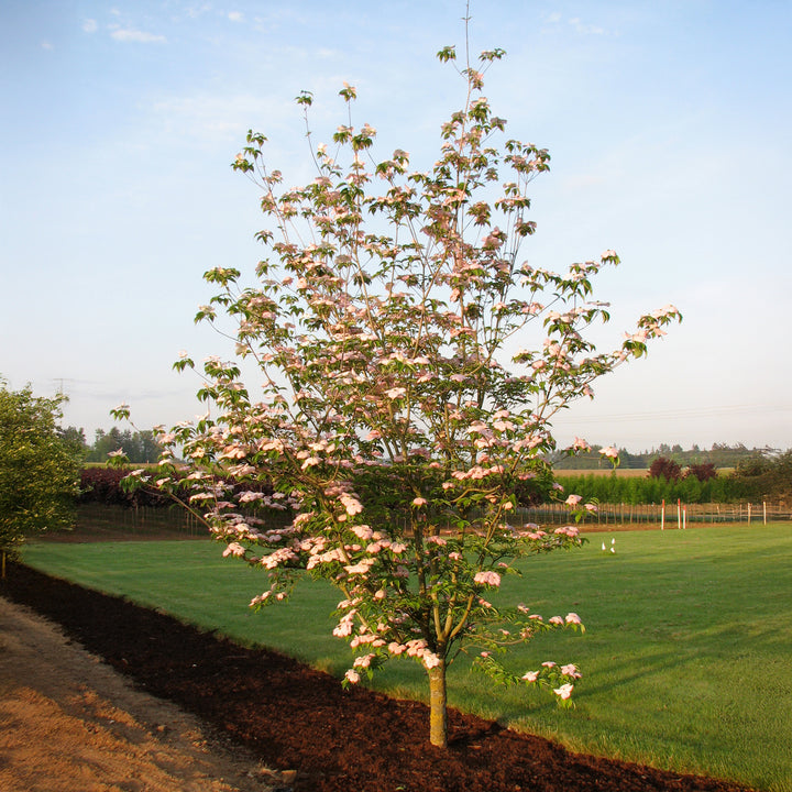 Stellar Pink® Dogwood