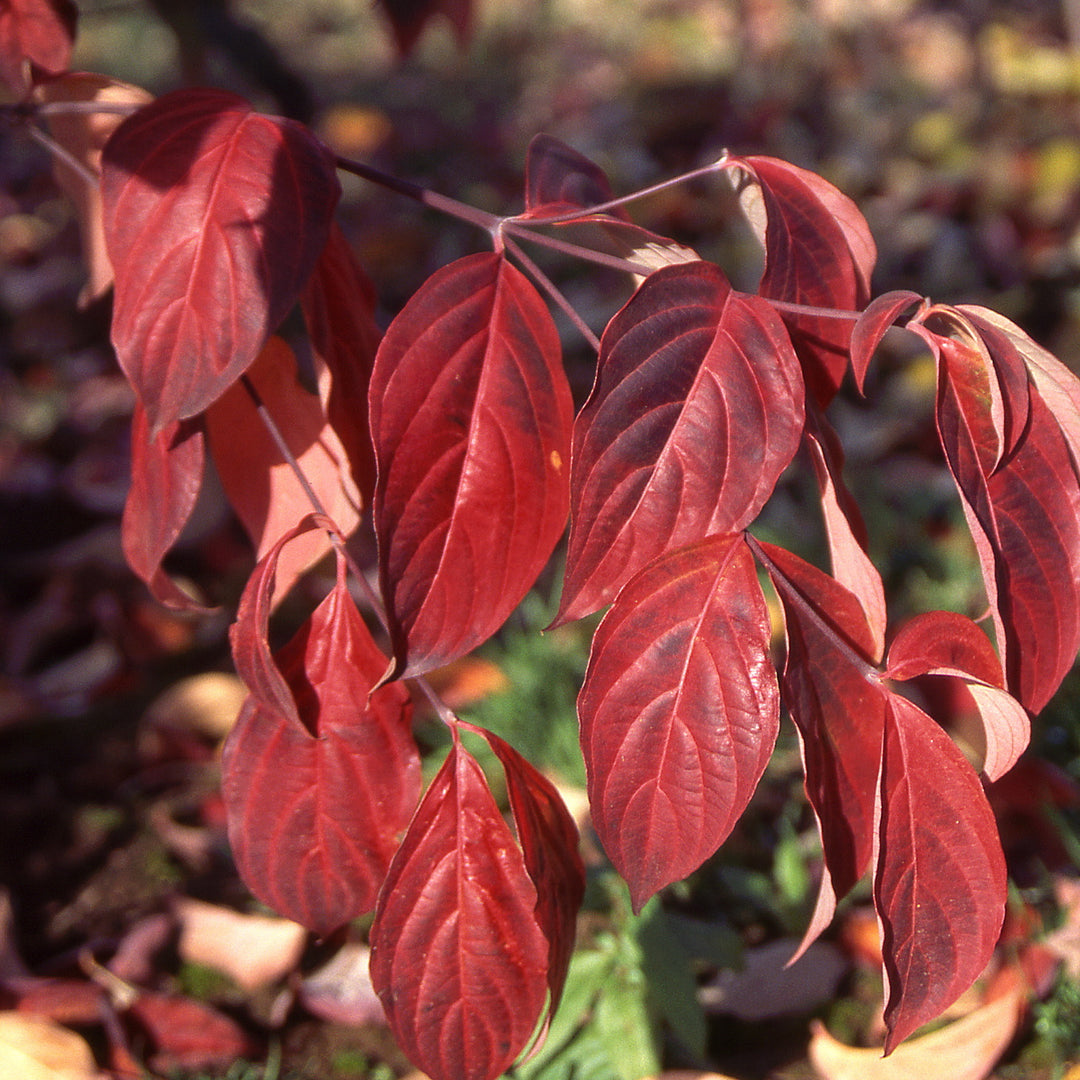 Stellar Pink® Dogwood