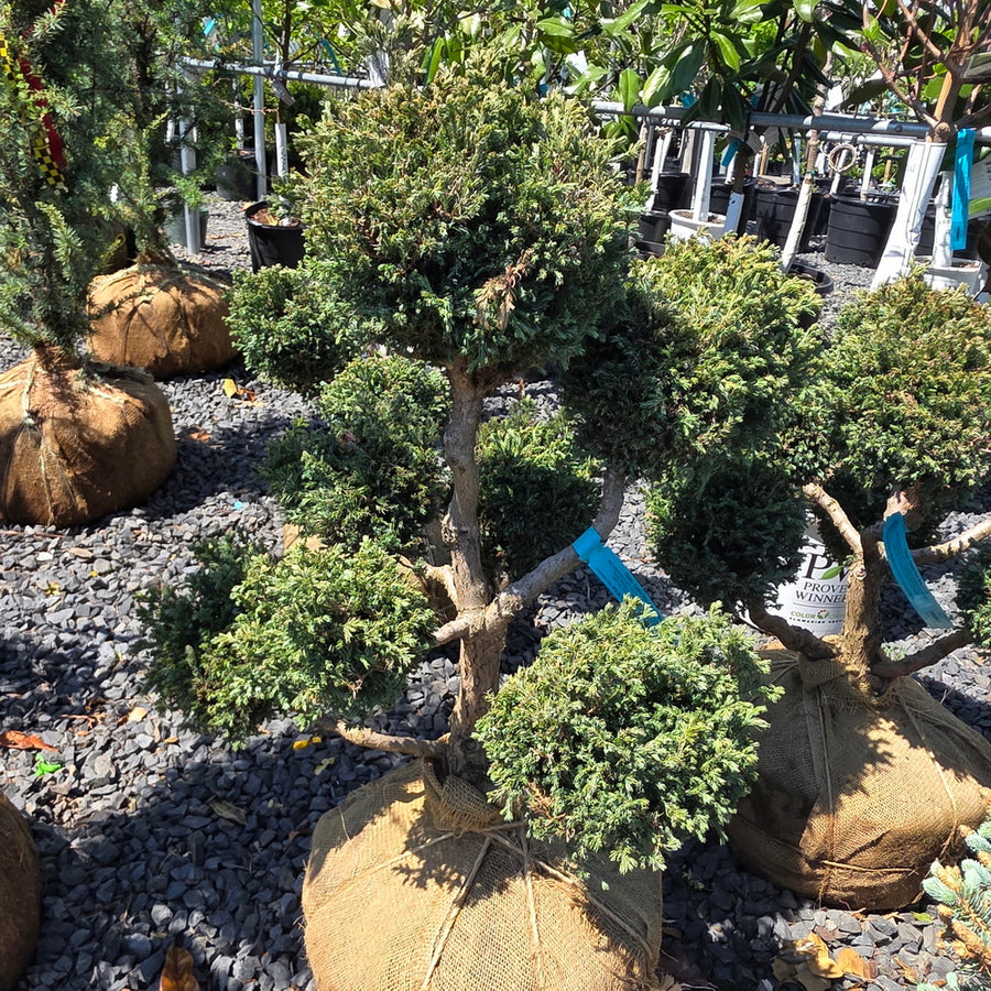 Sawara False Cypress - Pom Pom