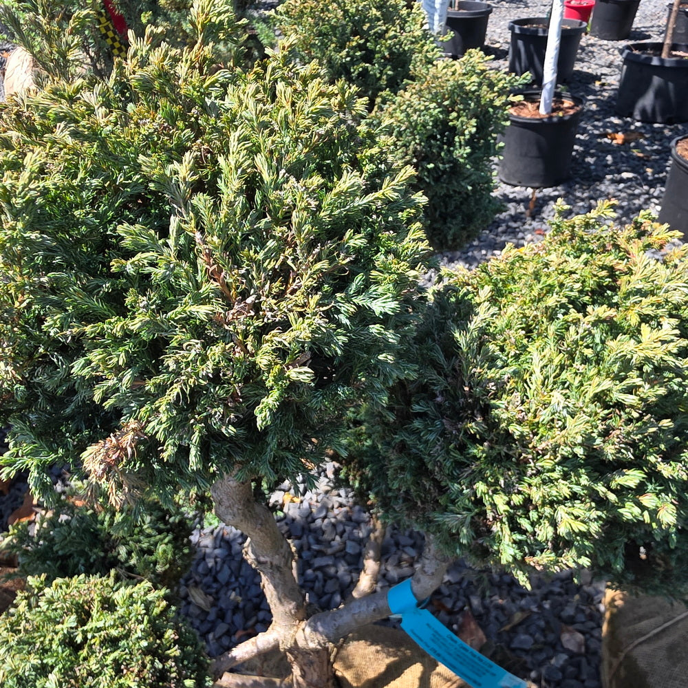 Sawara False Cypress - Pom Pom