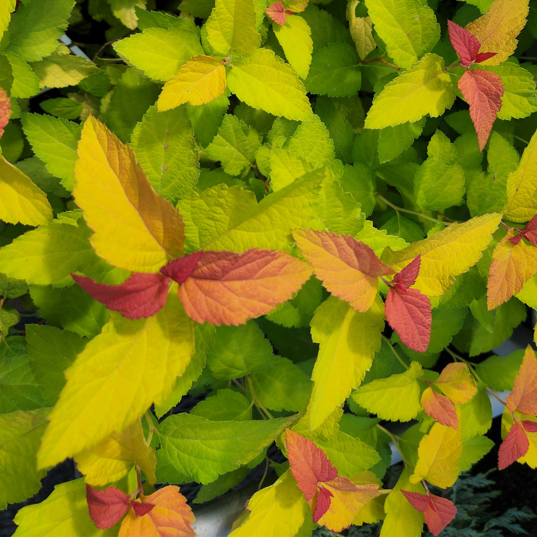 Double Play® Candy Corn® Spirea