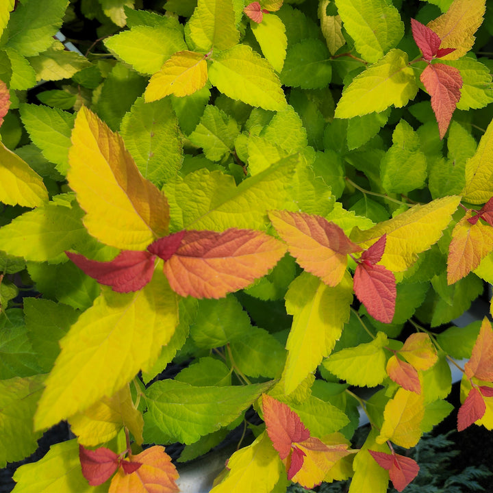 Double Play® Candy Corn® Spirea