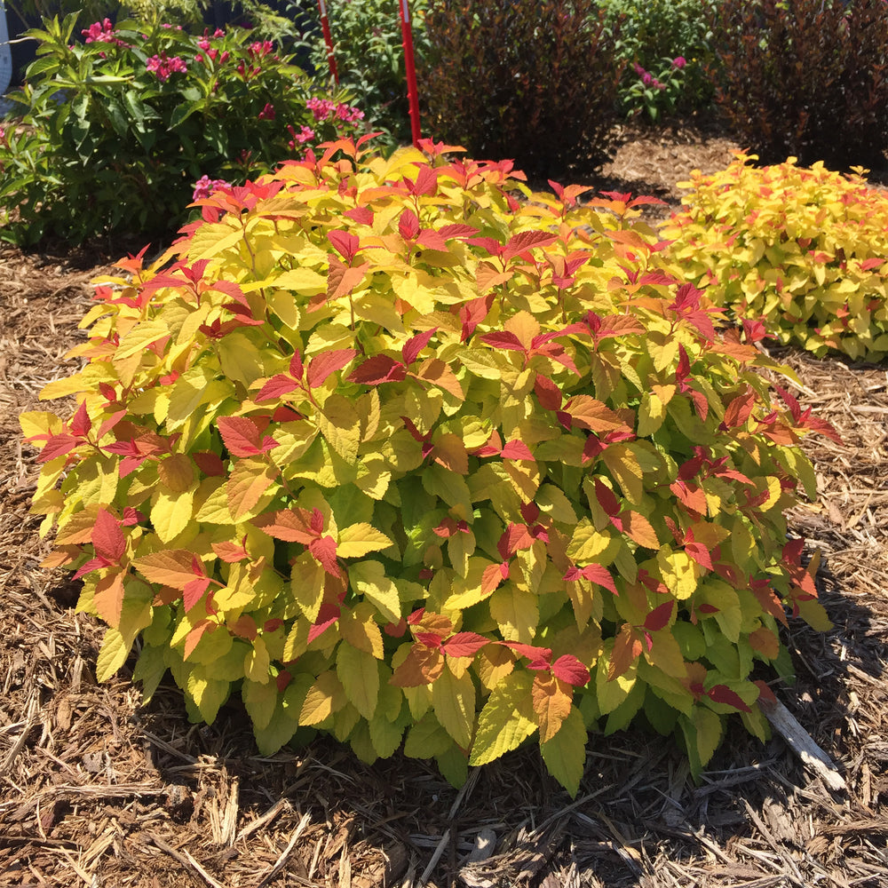 Double Play® Candy Corn® Spirea