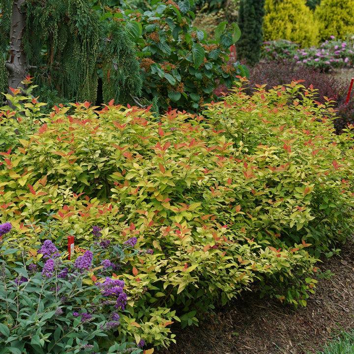 Double Play® Candy Corn® Spirea